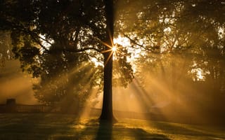Картинка утро, дерево, свет