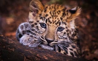 Картинка глаза, малец-леопардец, малыш, леопард, лапы, бревно, котёнок, морда, взгляд, портрет, детеныш, леопарденок, котенок