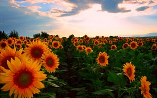 Картинка Закат, Поле, Sunflowers, Подсолнухи, Summer, Sunset, Field, Лето