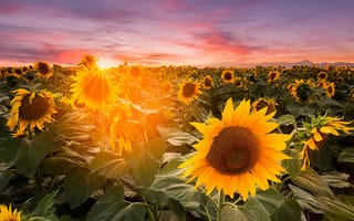 Картинка поле, лето, небо, свет, облака, листья, солнце, лучи