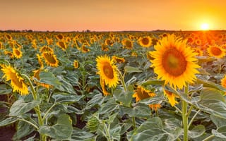 Картинка поле, лето, небо, лучи, солнце, свет, подсолнухи, листья