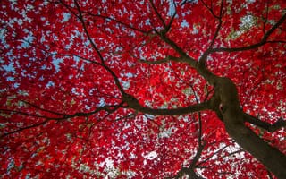 Картинка небо, багрянец, листья, дерево, осень