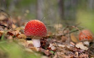 Картинка грибы, лес, мухомор, красота