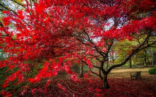 Картинка парк, багрянец, дерево, листья, скамья, осень