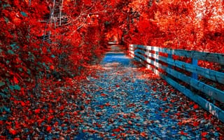 Картинка лес, парк, осень, деревья, багрянец, листья, тропинка, мостик