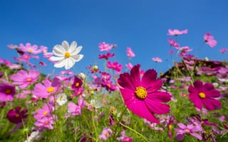 Картинка поле, field, flowers, cosmos, pink, небо, meadow, summer, colorful, лето, солнце, цветы, розовые, луг
