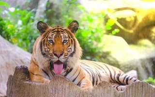 Картинка тигр, амурский тигр, tiger, animal, Amur tiger
