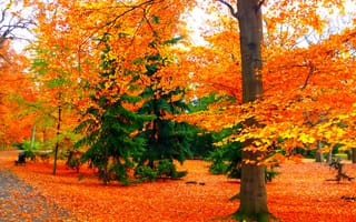 Обои парк, скамья, осень, дорожка, листья, деревья