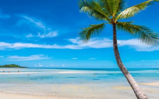 Обои песок, море, seascape, paradise, солнце, небо, берег, sea, лето, beautiful, пляж, пальмы, sand, palms, summer, beach