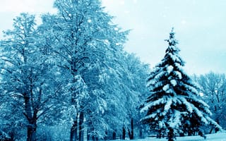 Картинка winter, елка, snow, снег, nature, природа, tree, деревья, зима
