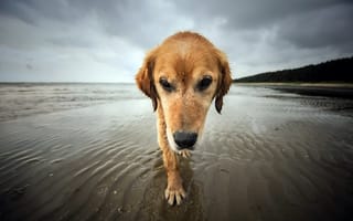 Картинка море, собака, берег