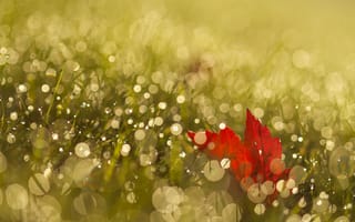 Картинка трава, роса, блики, лист