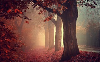 Обои осень, дорога, деревья, лес, природа, 