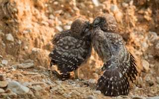 Картинка взгляд, поза, сова, галька, две, камни, птица