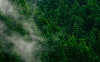 Обои лес, туман, деревья