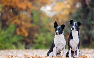 Картинка листья, осень, две собаки, боке