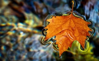 Обои лист, вода, осень
