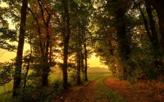 Картинка лес, осень, деревья, природа, дорога, поле