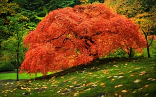 Картинка парк, трава, дерево, осень, листья