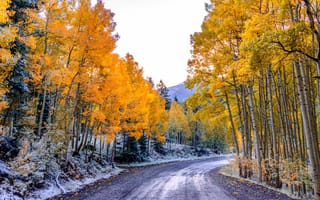 Картинка Аспен, деревья, дорога, Колорадо, осень, лес, горы, небо, осина, листья, США