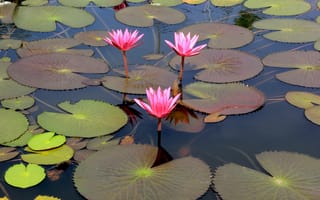 Картинка цветы, озеро, flowers, water lily, lotus, лотос, кувшинки, lake, 