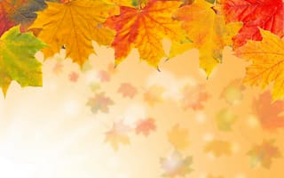 Картинка осень, кленовые, желтые, листья