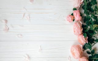 Картинка цветы, wood, розовые, pink, peonies, пионы, flowers