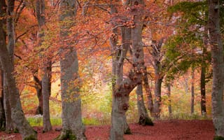 Обои лес, осень, природа