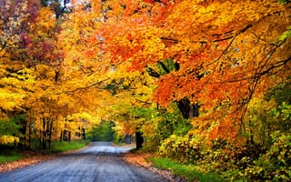 Картинка nature, park, trees, colors, road, autumn, лес, fall, деревья, colorful, парк, forest, path, дорога, осень, walk, leaves, природа, листья