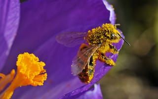 Картинка цветок, пчела, лепестки, пыльца, насекомое