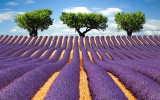 Картинка зелень, поле, облака, природа, цветы, пейзаж, лето, деревья