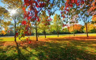 Картинка парк, листья, деревья, небо, трава, осень