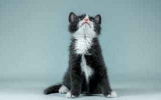 Обои кошка, голубой, черный, белая грудка, носик, котёнок, взгляд, котенок, смотрит вверх, сидит, поза, лапы, малыш