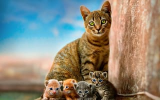 Картинка кошка, детеныши, малыши, четыре котенка, материнство, дети, малютки, квартет, четыре, серые, небо, выводок, полосатые, котенок, голубой, мама, потомство, котята, рыжие, котёнок, стена