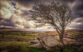 Картинка камни, Девон, дерево, Англия