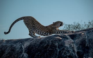 Обои леопард, потягивается, поза, профиль, хищник, лапы, пятна, дикая кошка