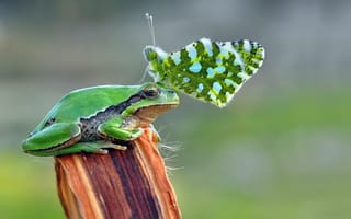 Картинка green, butterfly, Toad