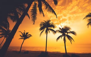 Картинка море, beautiful, tropical, palms, paradise, sunset, закат, пальмы, лето, beach, берег, пляж, summer, sea, seascape, силуэт