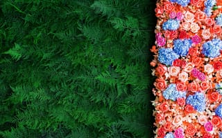 Картинка цветы, ветки, хвоя, colorful, flowers, roses, розы