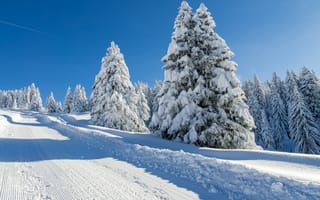 Обои зима, снег, деревья, ели, дорога