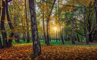 Картинка Осень, Лес, Деревья
