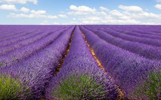 Картинка поле, облака, Франция, пейзаж, природа, перспектива, цветы, полосы