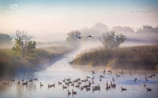 Картинка туман, река, утки, Октябрь, осень, утро