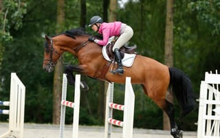 Картинка meredith michaels beerbaum, спорт, конкур, jumping, прыжок, horse, equestrian, конь, лошадь