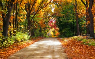 Картинка nature, colors, fall, colorful, park, walk, лес, road, листья, парк, дорога, trees, forest, path, leaves, осень, autumn, деревья, природа