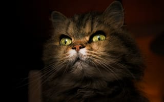Картинка кошка, взгляд, кот, портрет