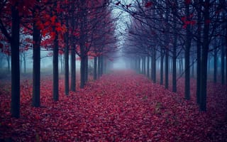 Картинка деревья, листья, туман, осень