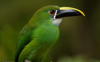 Картинка птица, тукан, Колумбия, Изумрудный туканет