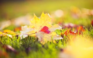 Картинка Листья, макро, свет, желтые, боке, трава, сердечко, кленовые, осень, природа