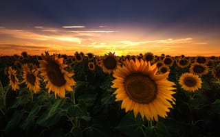 Картинка поле, лето, небо, солнце, подсолнухи, лучи, листья, облака